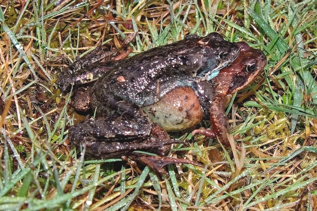 Moorfrosch
