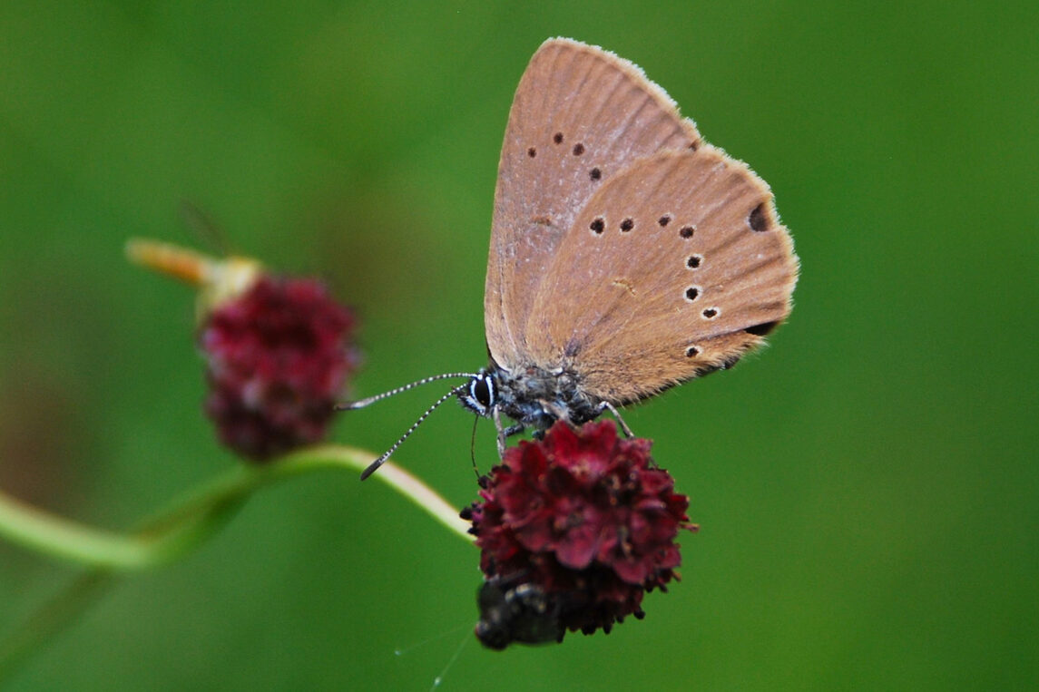Ameisenbläuling - Phengaris nausithous, Syn.: Maculinea nausithous