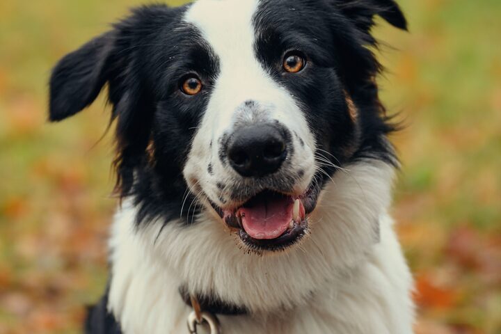 Ein schwarz/weißer Hund mit einer Leine am Halsband auf einer Wiese sitzend