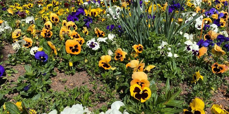 Blumenfeld vor dem Rathaus Neu-Isenburg