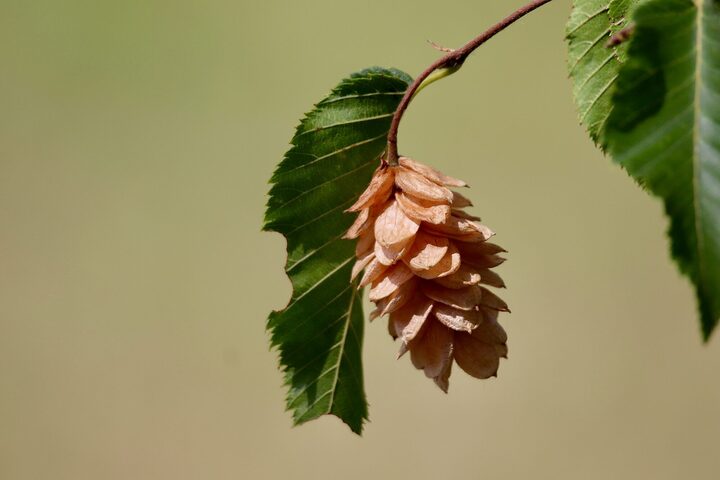 Frucht einer Hopfenbuche