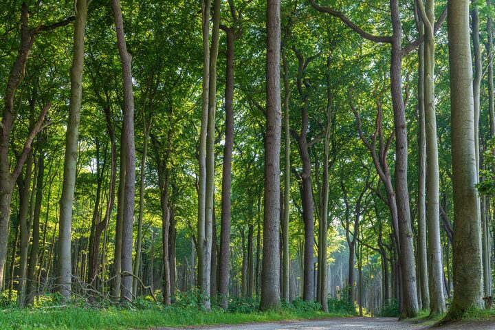 Wald, Bäume, Lichtung