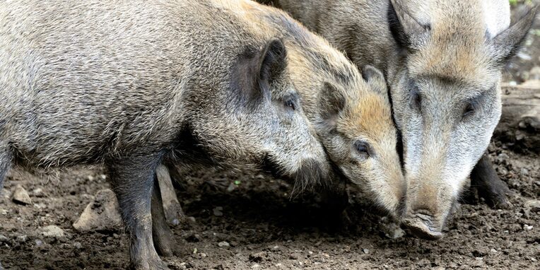 Drei Wildschweine