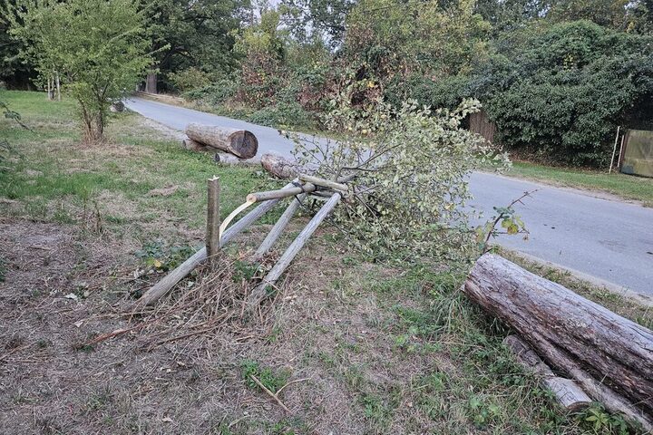 Umgefallener Baum