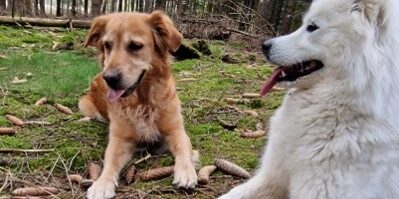 Nala (links) und Malou (rechts)