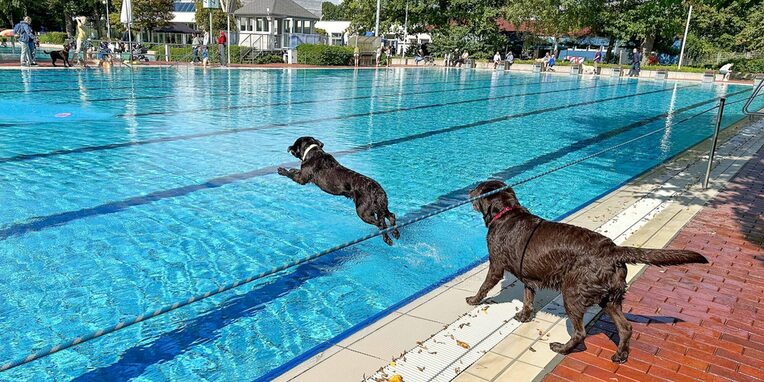 Hunde springen ins Wasser