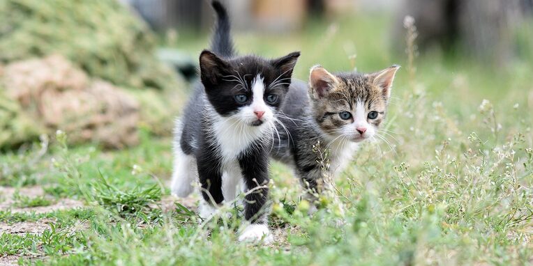 2 Katzenbabys in der Natur