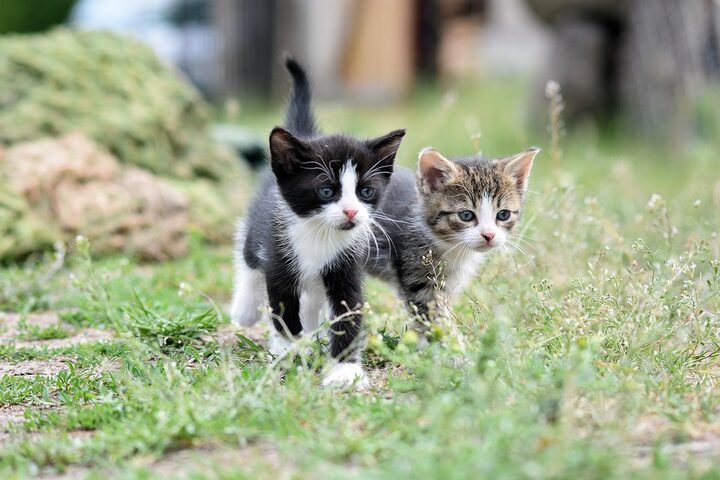2 Katzenbabys in der Natur