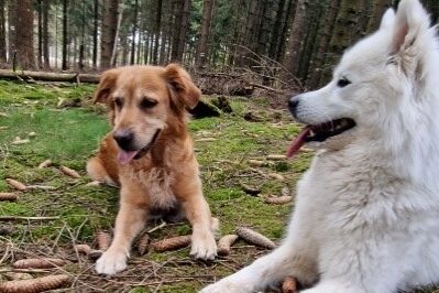 Links liegend auf einem Waldboden der braune Golden Retriever, Therapiehund Nala,  rechts liegend der Therapiehund Malou, ein weißer Samojede