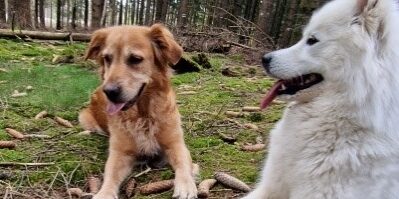 Links liegend auf einem Waldboden der braune Golden Retriever, Therapiehund Nala,  rechts liegend der Therapiehund Malou, ein weißer Samojede