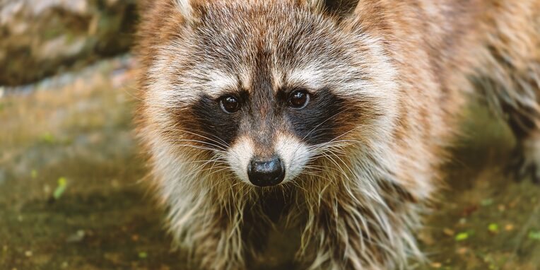 Waschbär, Kleinbär, Säugetier