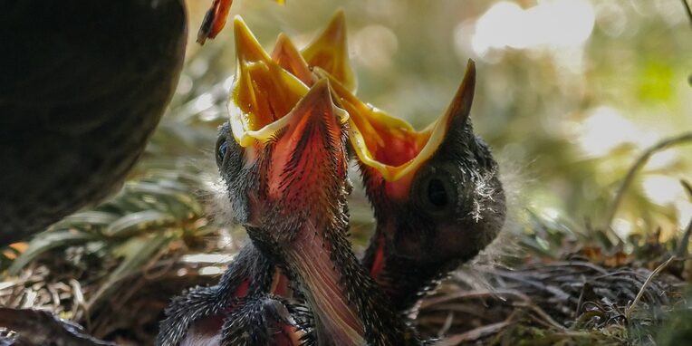 Vogel, Nest, Füttern