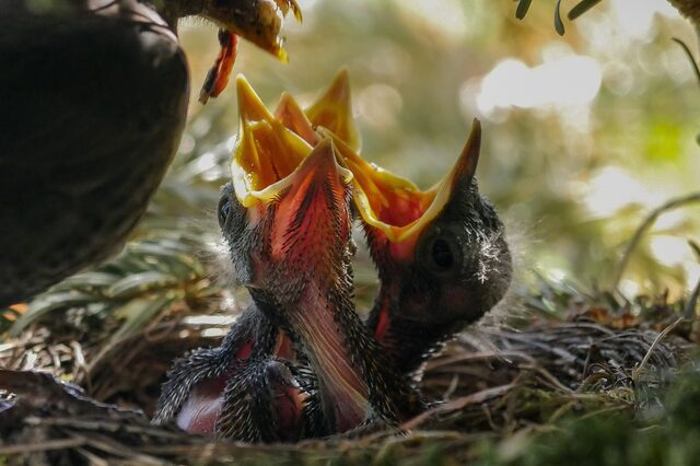 Vogel, Nest, Füttern