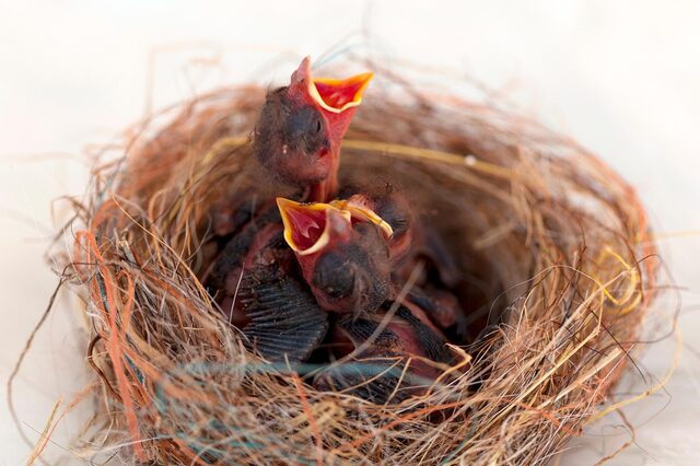 2 hungrige Vogelbabys mit offenem Schnabel in einem Nest