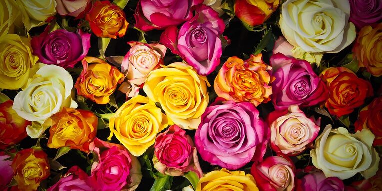 Bouquet von bunten Rosen