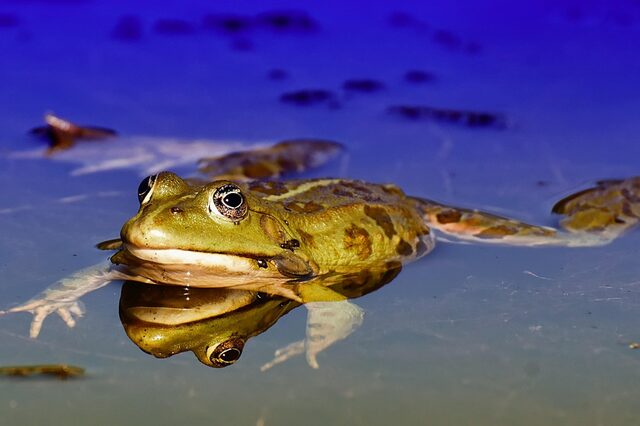 ein schwimmender Frosch in einem blauen Gewässer