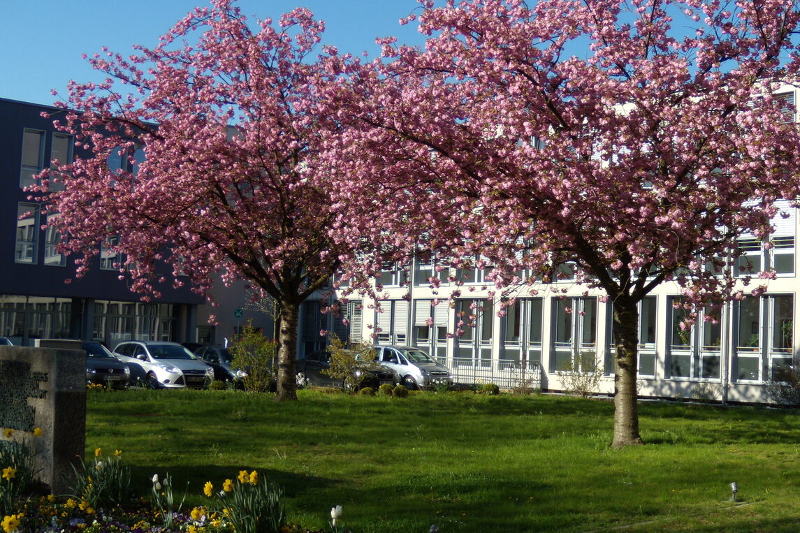 japanischen Zierkirschen „Kanzan“ vor dem Rathaus Neu-Isenburg April 2016