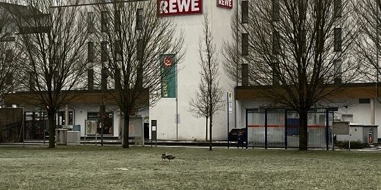 Nilgänse auf dem Dreiherrnsteinplatz