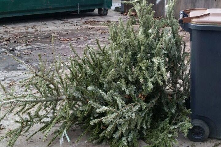 Liegender Weihnachtsbaum vor Biotonne