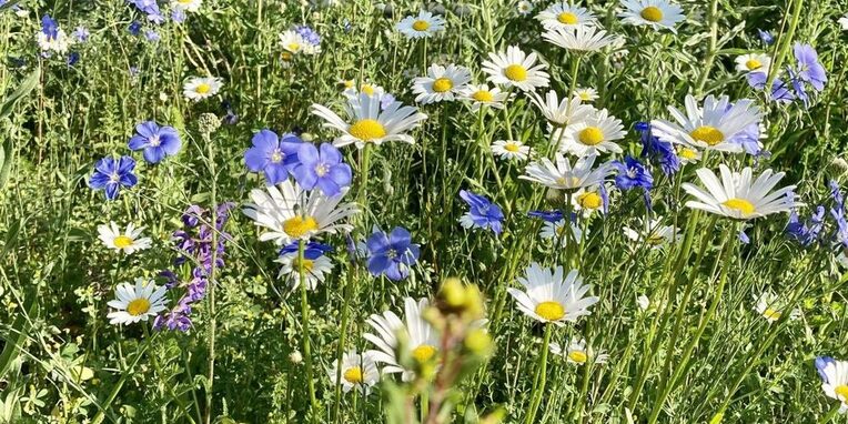 Blumenwiese