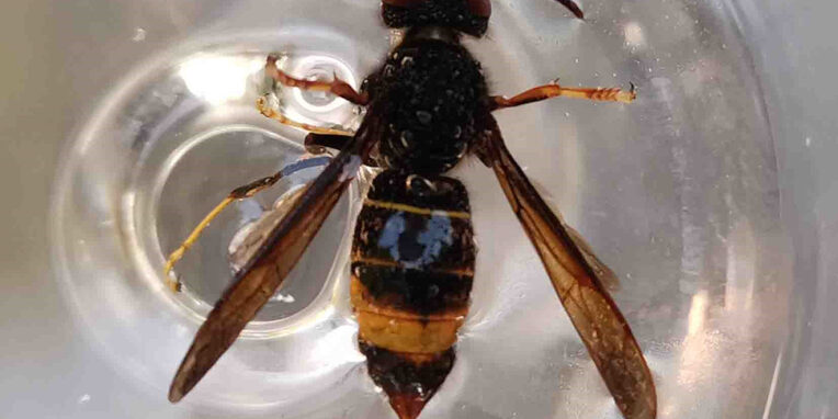 Vespa velutina