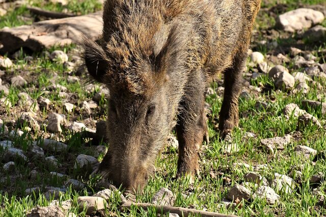Ein Wildschwein bei der Futtersuche