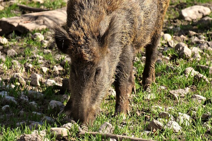 Ein Wildschwein bei der Futtersuche