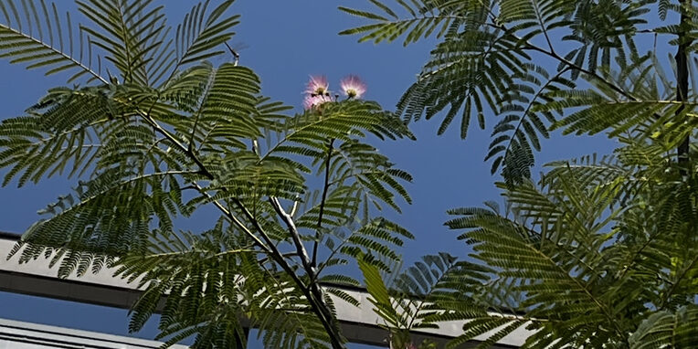 Seidenbaum mit Blüte