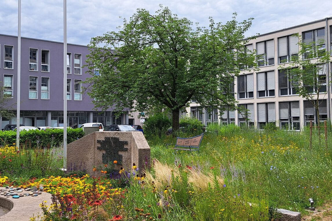 Seidenbaum vor Rathaus