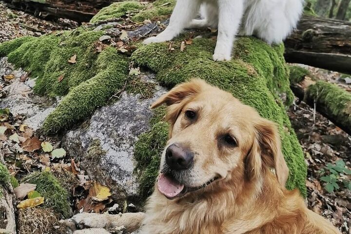 Die beiden liebevollen Therapiehunde Nala oben und Malou unten