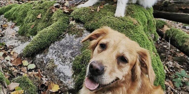 Die beiden liebevollen Therapiehunde Nala oben und Malou unten