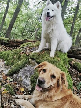 Die beiden liebevollen Therapiehunde Nala oben und Malou unten