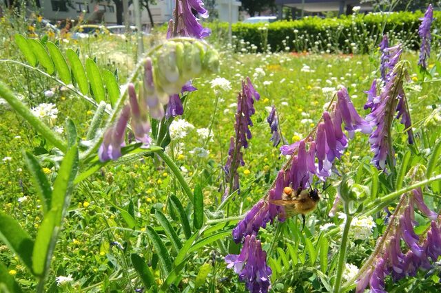 Wiese vor dem Rathaus mit Biene