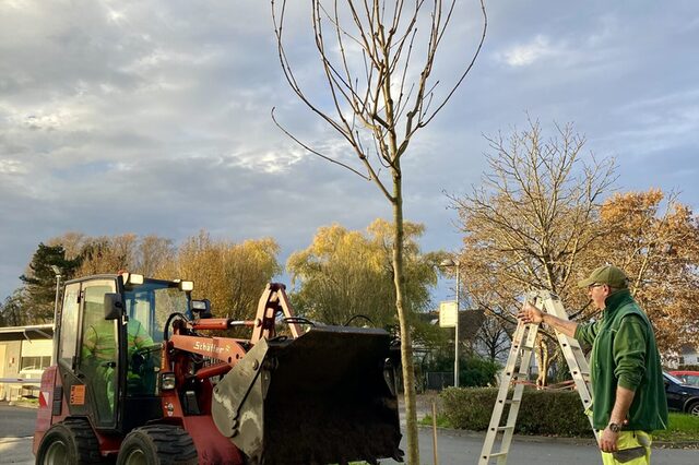 Der fünf Meter hohe Baum wurde unmittelbar vor dem Empfang der DLB-Zentrale eingepflanzt