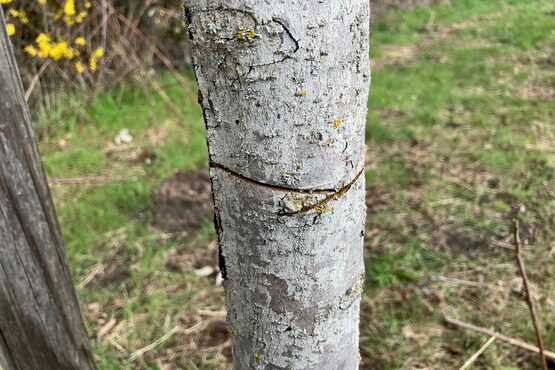 Baumstamm, der Schnitte aufweist