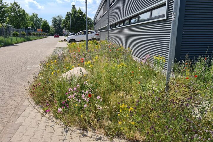 Wiese vor dem DLB Gebäude