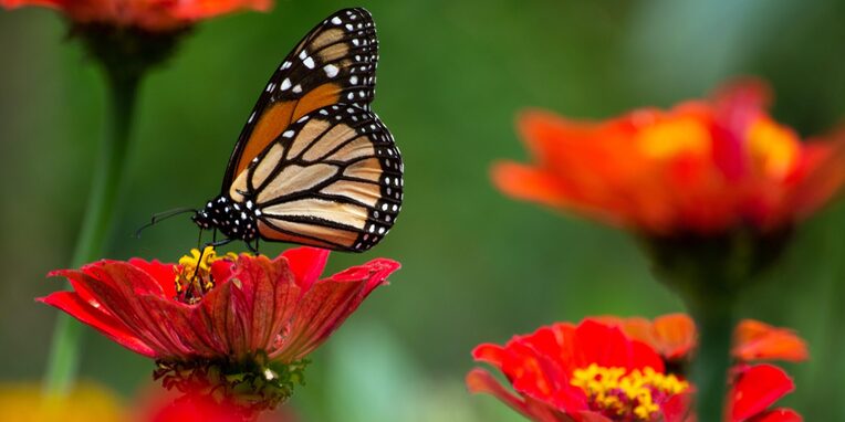 Schmetterling auf einer roten Blüte