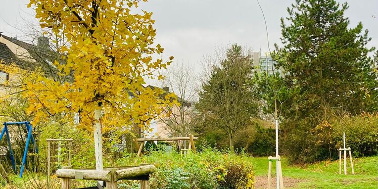 Bäume im Einsteinpark (Albert-Einstein-Straße)