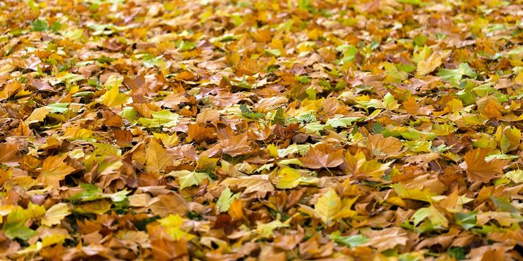 Herbst, Laub, Blätter