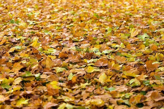 Herbst, Laub, Blätter