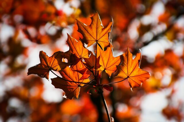 Ahorn, Blätter, Herbst