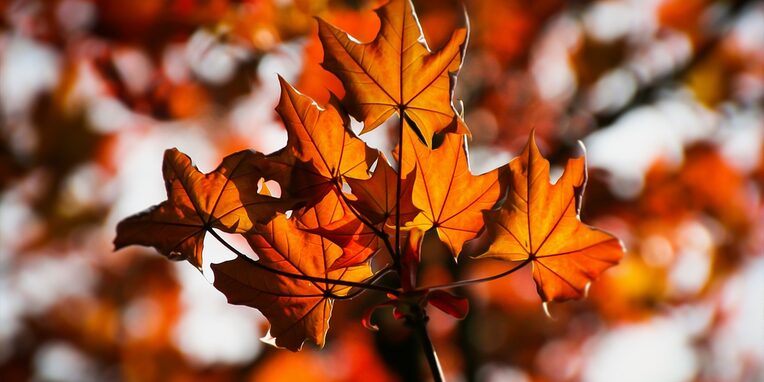 Ahorn, Blätter, Herbst