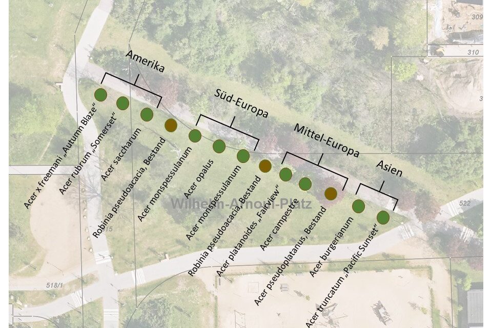 Ahornallee im Grünzug Birkengewann