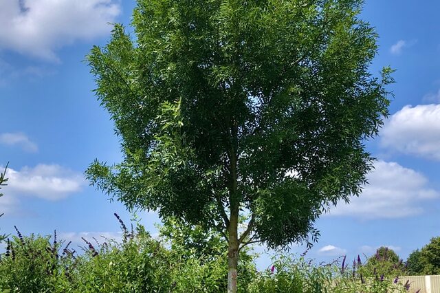 Fraxinus OFF (eine Esche)