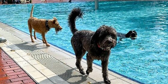 Hundeschwimmen im WaldSchwimmbad